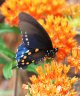 Pipevine Swallowtail on Butterfly Weed - Photo by Doug Kimball
